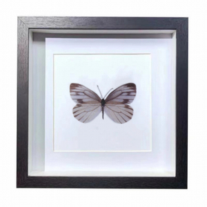 Buy Butterfly Frame Pieris Napi Suppliers & Wholesalers - CF Butterfly
