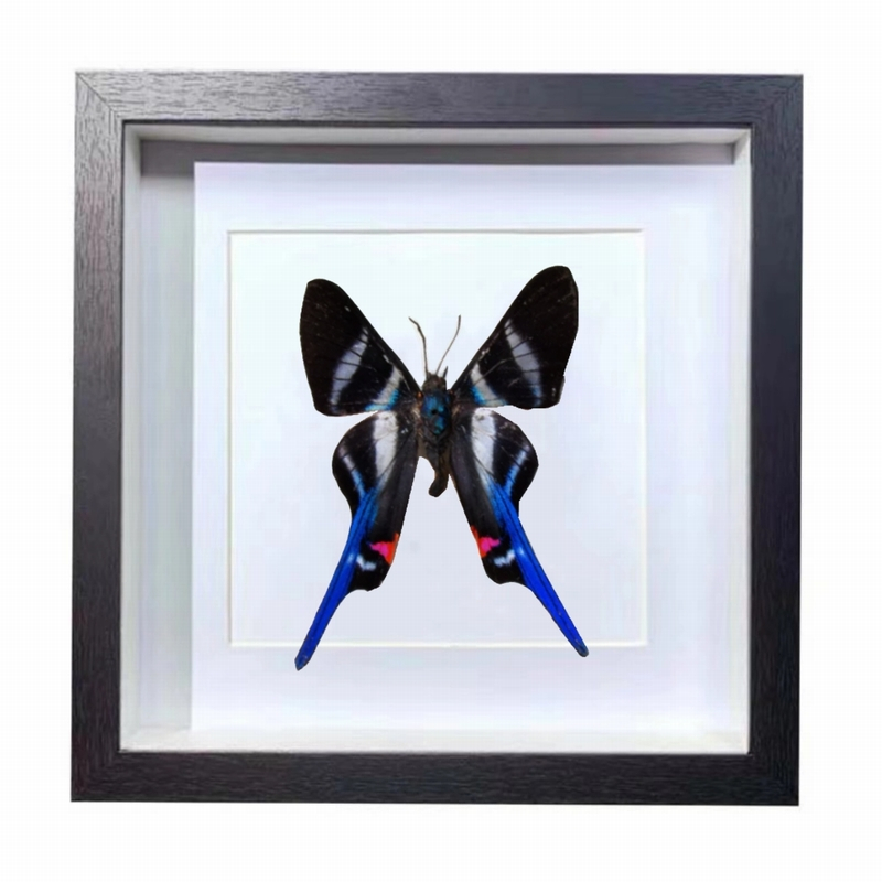 Buy Butterfly Frame Rhetus Arcius Suppliers & Wholesalers - CF Butterfly