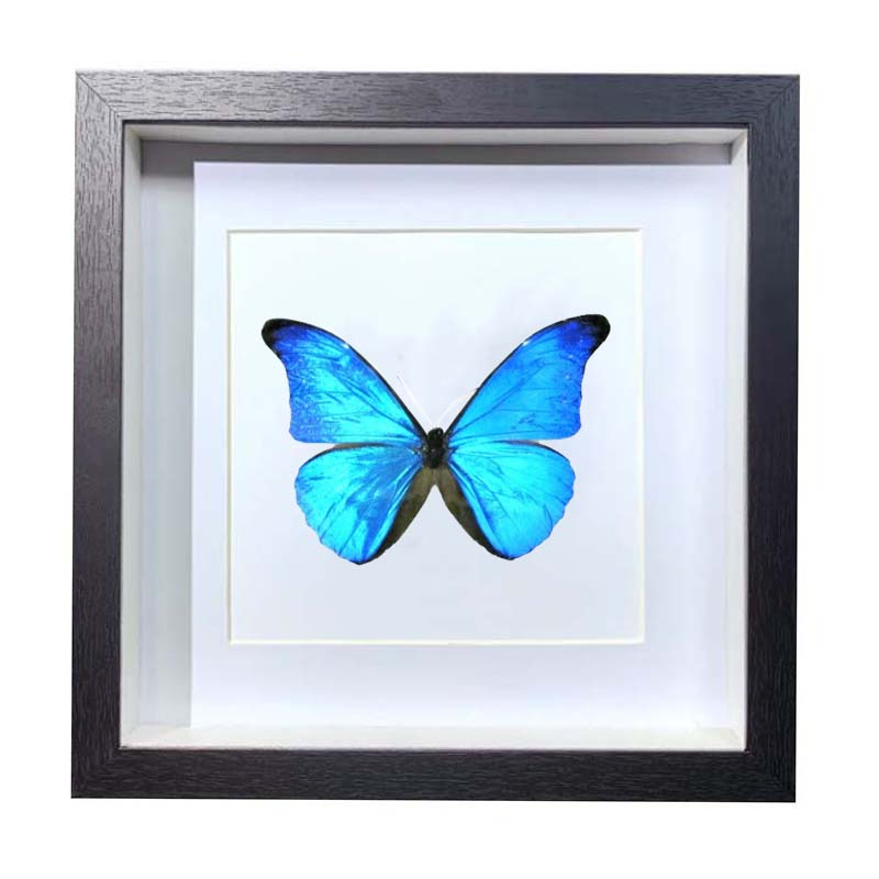 Buy Butterfly Frame Morpho Cacica Suppliers & Wholesalers - CF Butterfly